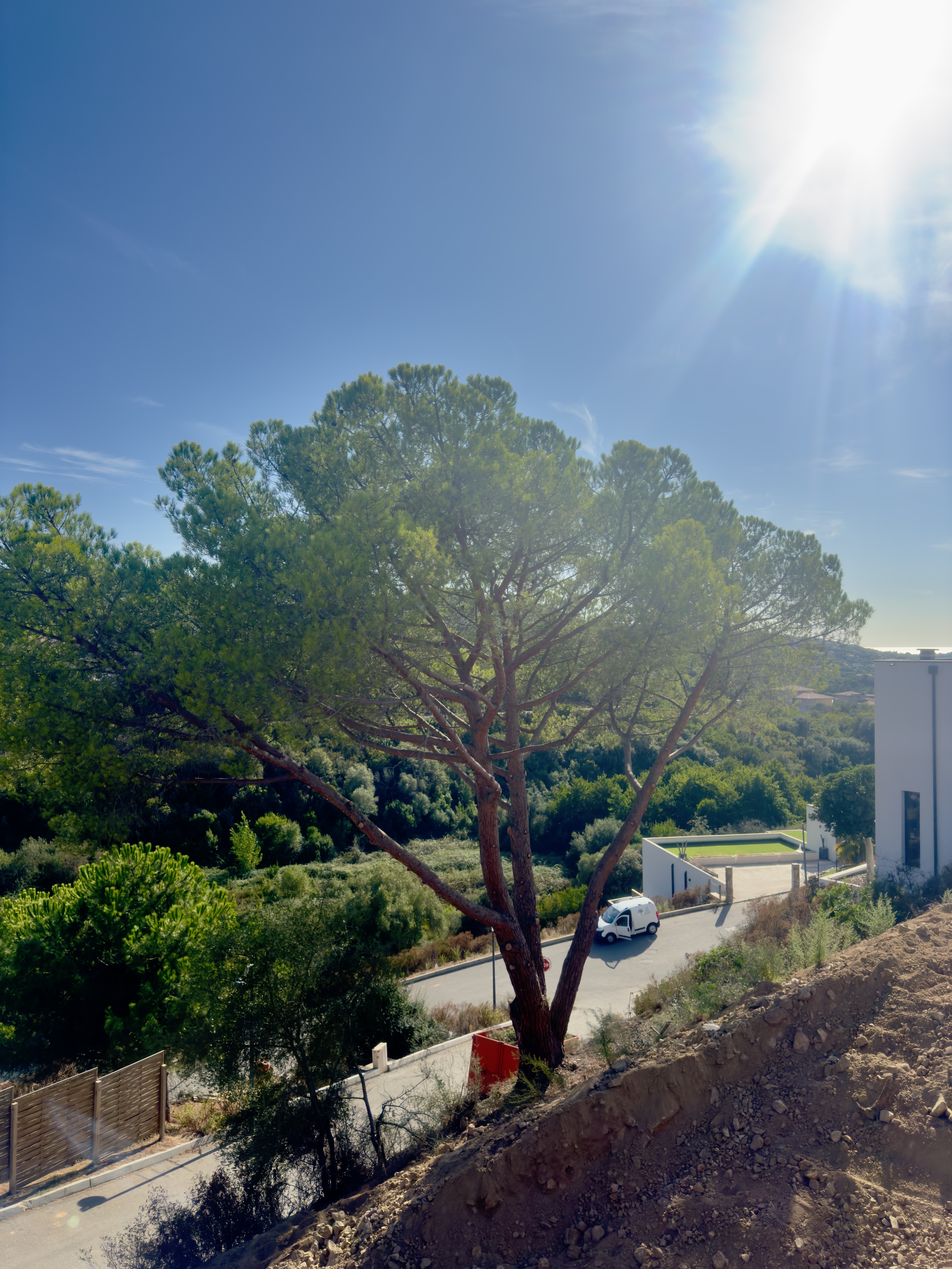 Pin après élagage à Pietrosella par CORSE ELAGAGE