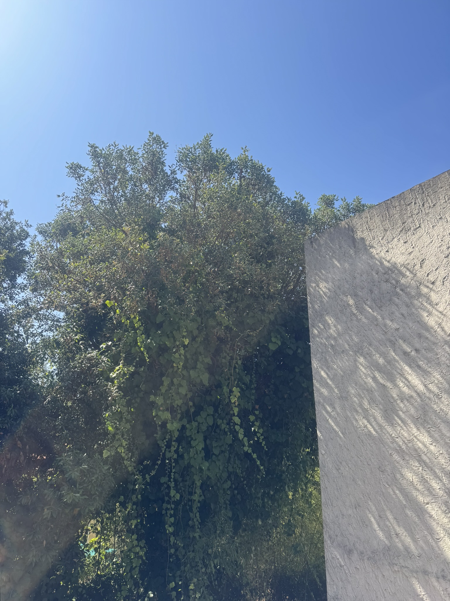 Nettoyage et élagage d'un chêne liège sur Porticcio par CORSE ELAGAGE