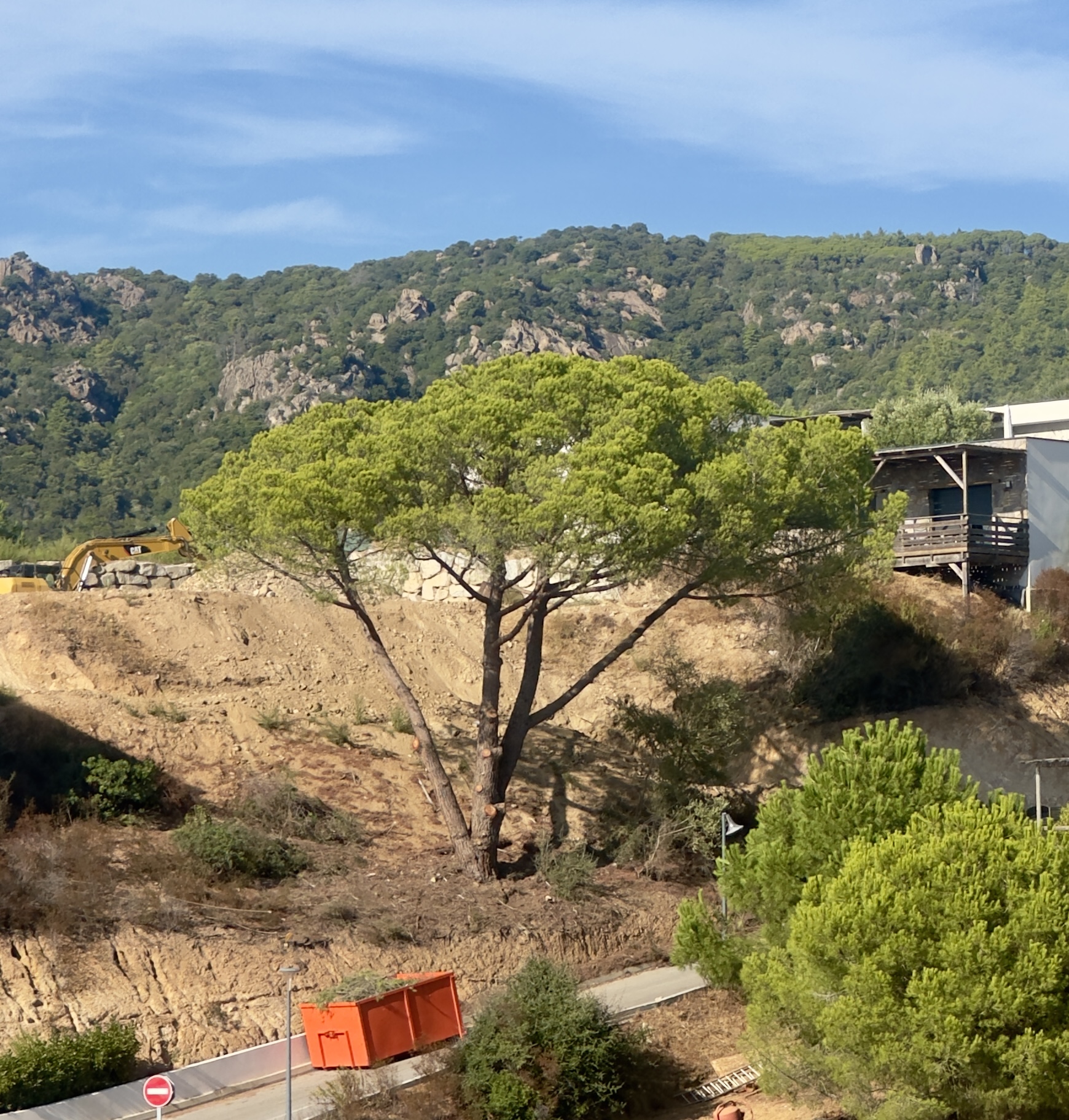 Elagage d'un pin à Pietrosella par Corse Elagage