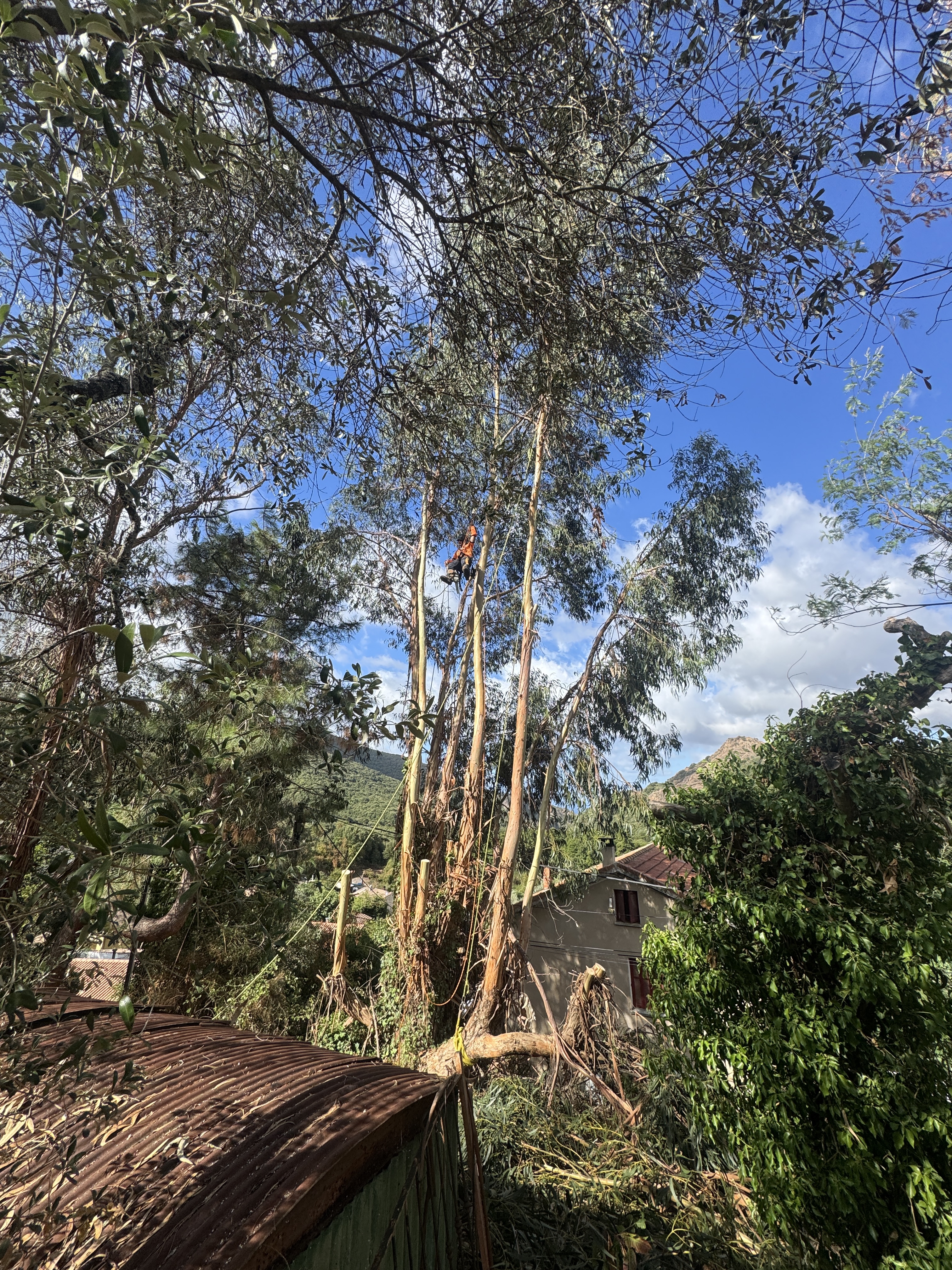 Rabattage d'un eucalyptus à perche dangereux par CORSE ELAGAGE