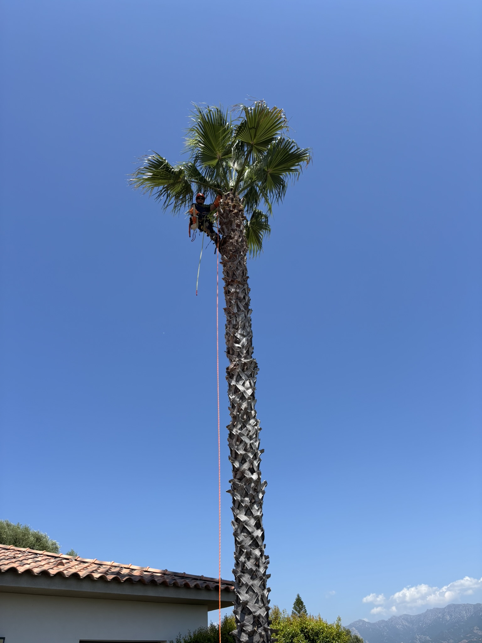 Taille d'un plamier à Afa par CORSE ELAGAGE